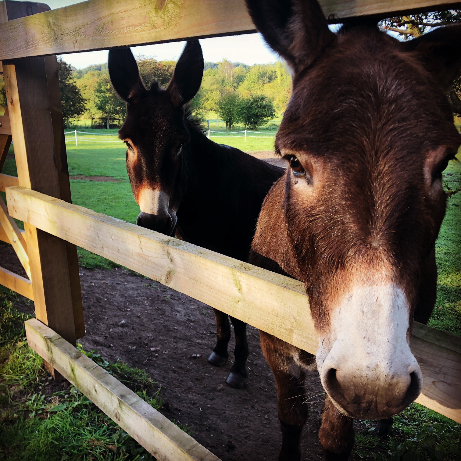 Equine Cremation Price List Old Flatts Farm Pet and Equine